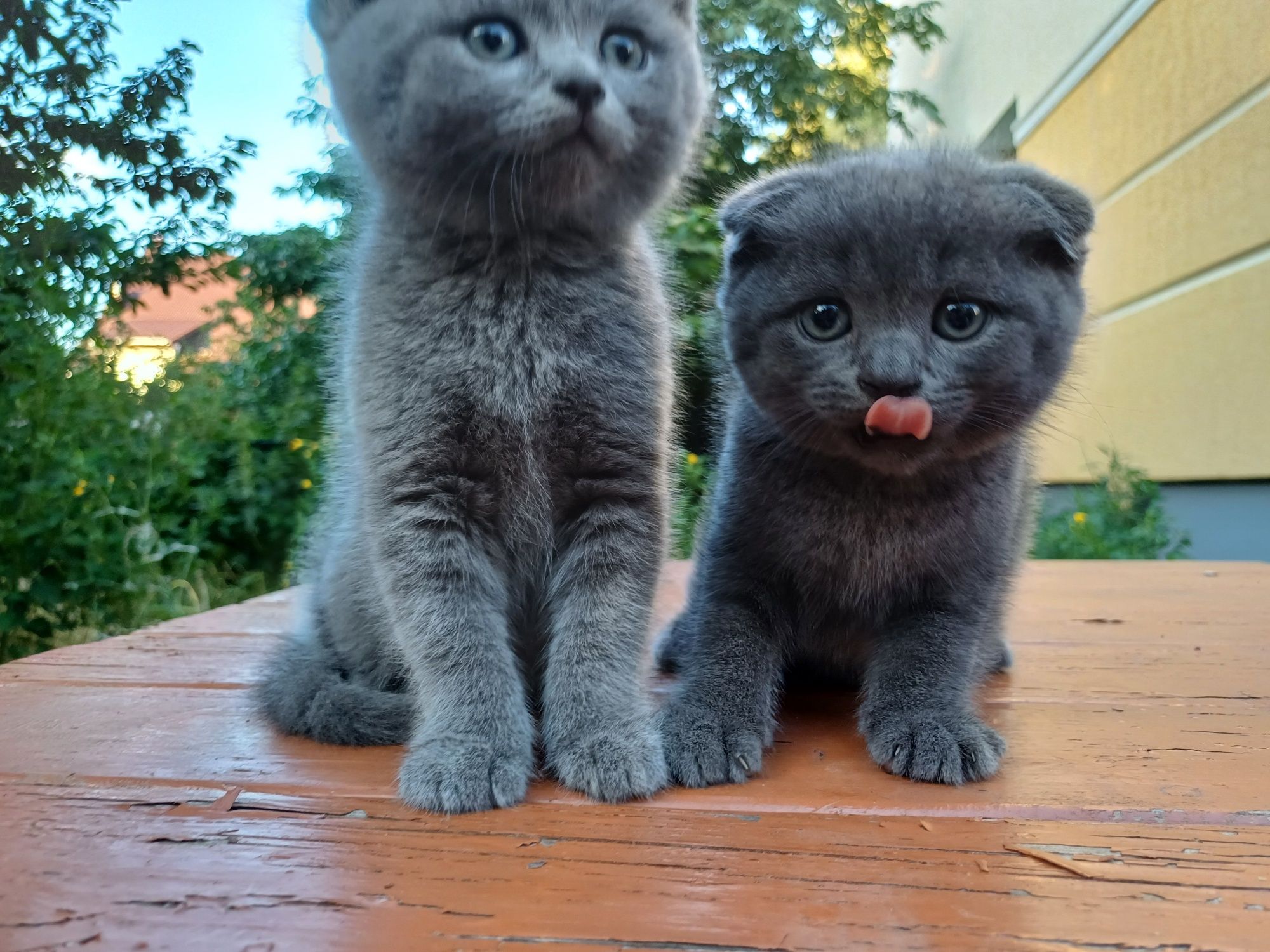 Котята британсы/кошенята британці