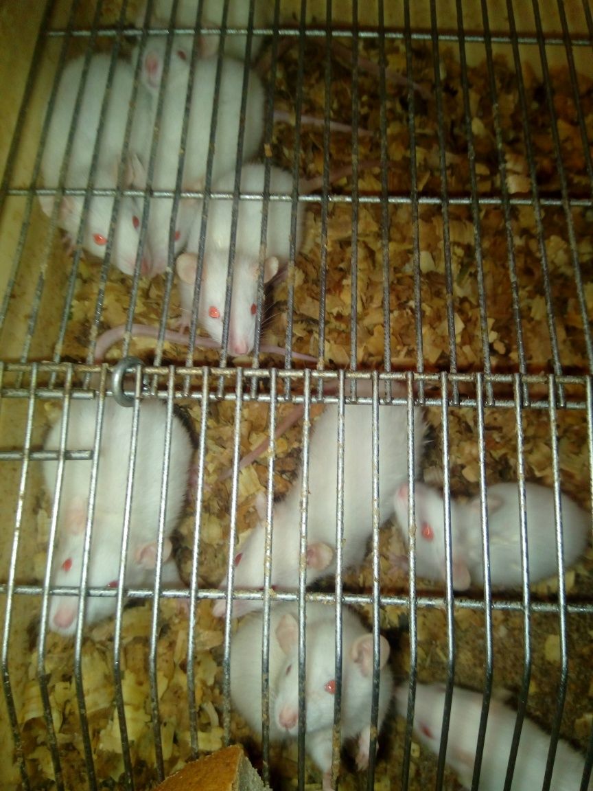 Мыши и крысы белые кормовые