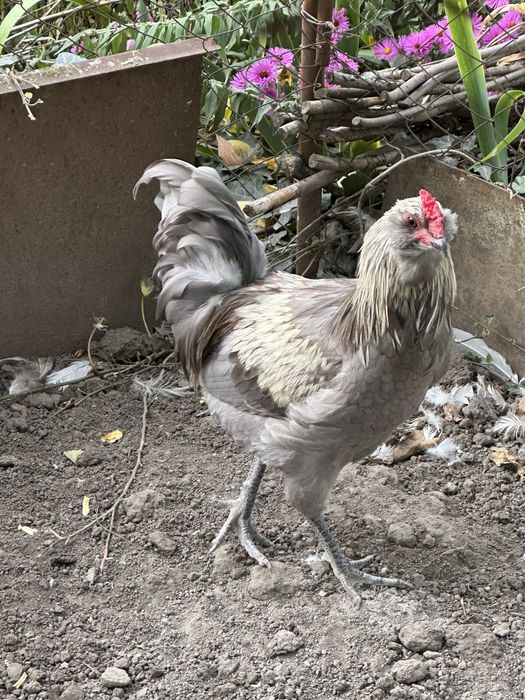 Петух Амераукана