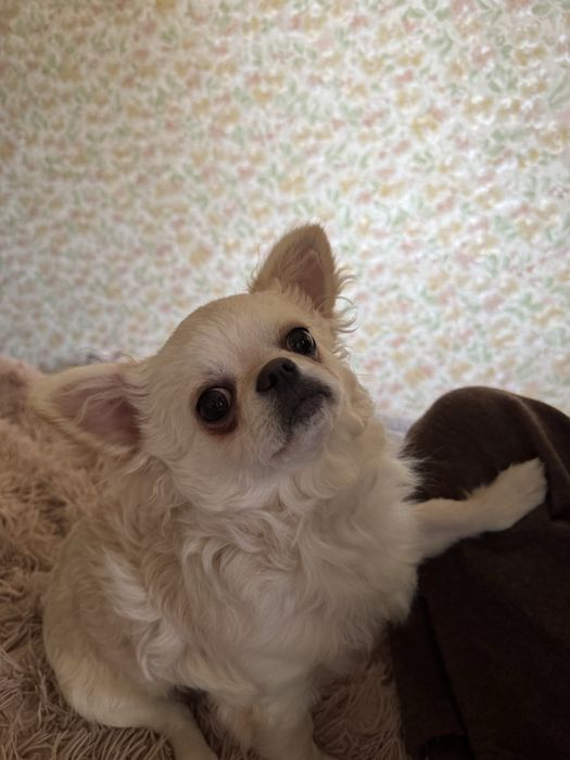 Продам Чихуахуа стандрат