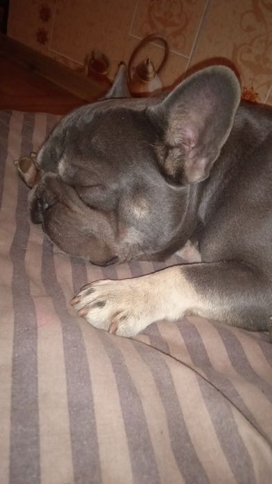 В'язка французький бульдог