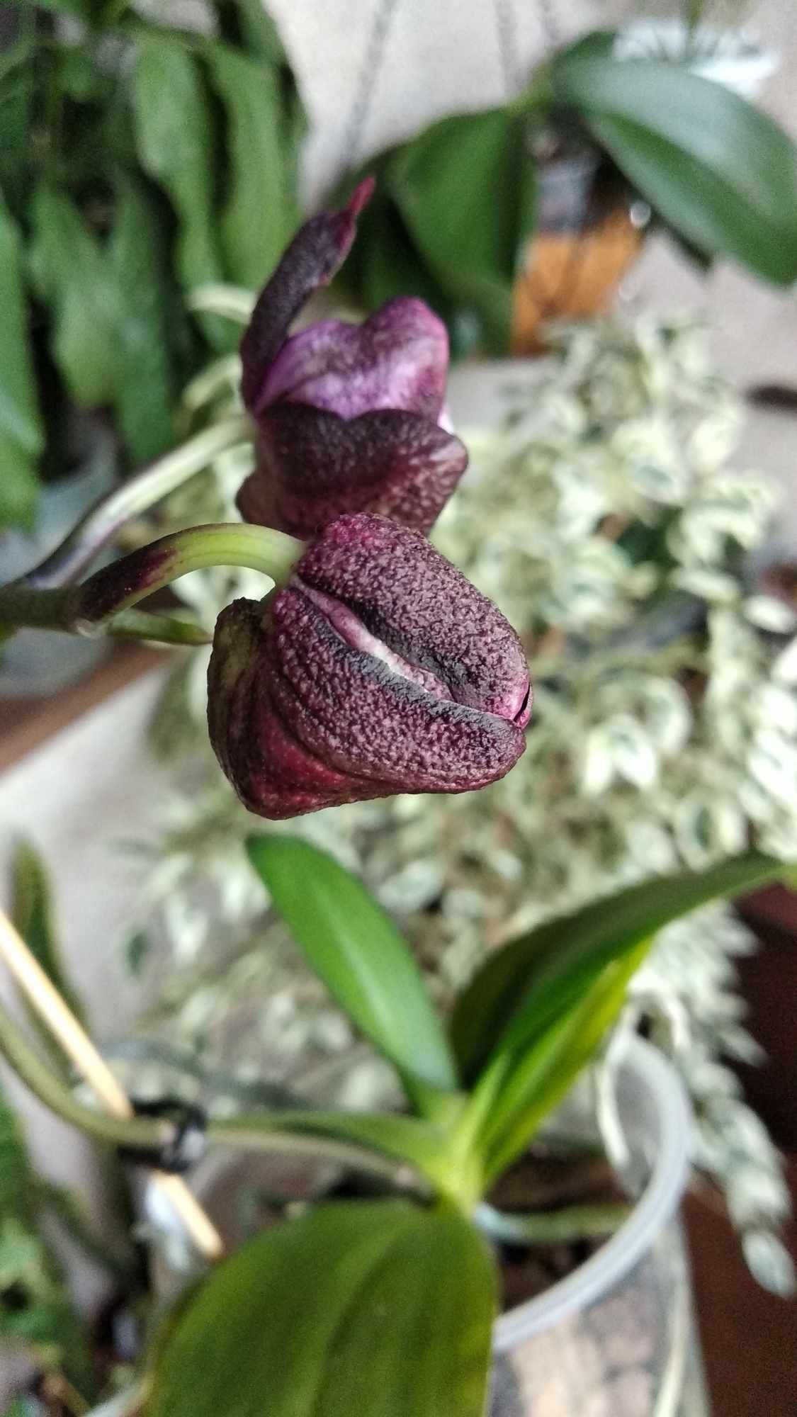 Орхідея Фаленопсис phal. ever spring king x ox black папуга