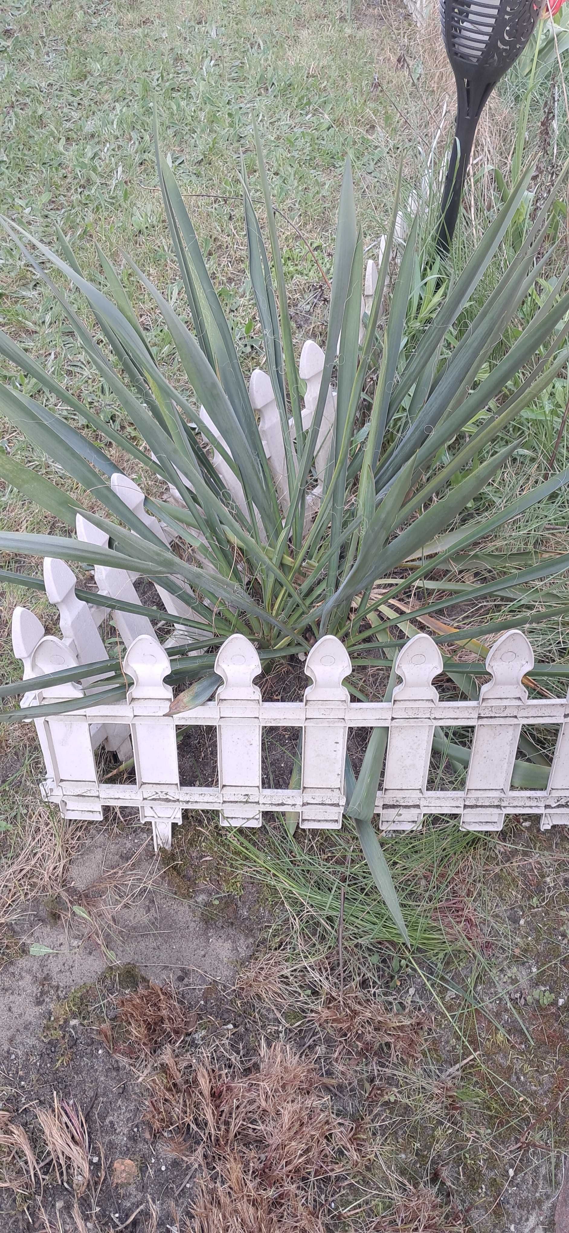 Jukka Juka Karolińska ogrodowa Yucca