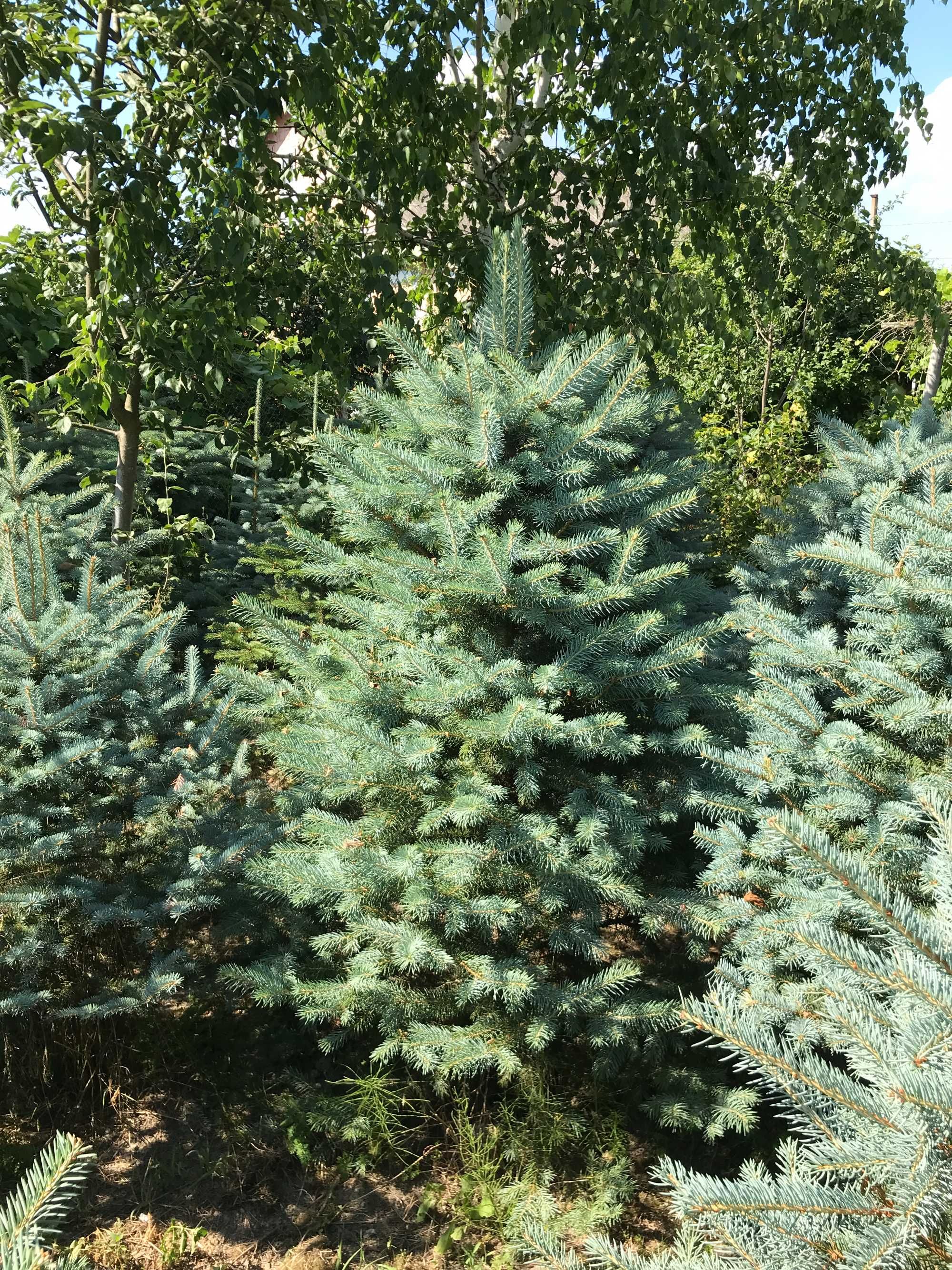 Ялинка колюча, голуба, сиза(Picea glauca)