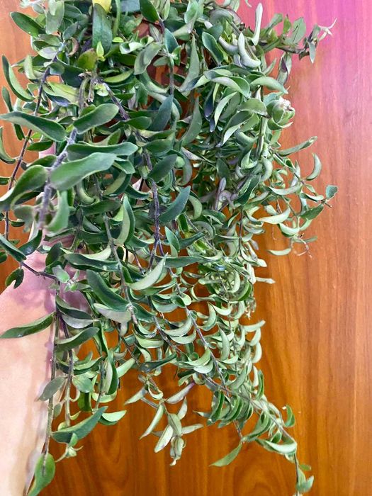 Aeschynanthus Twister