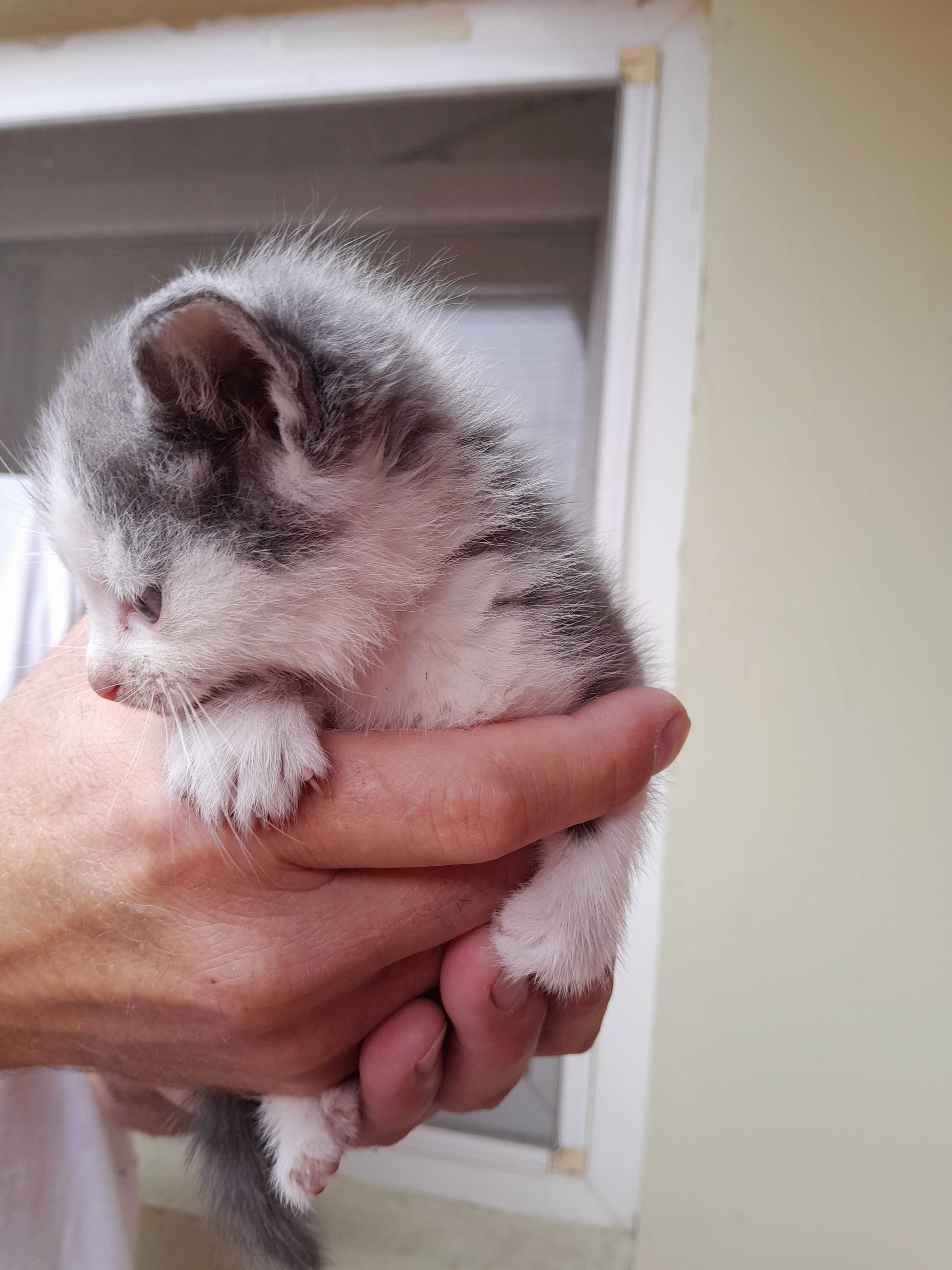 кошенята мишолови