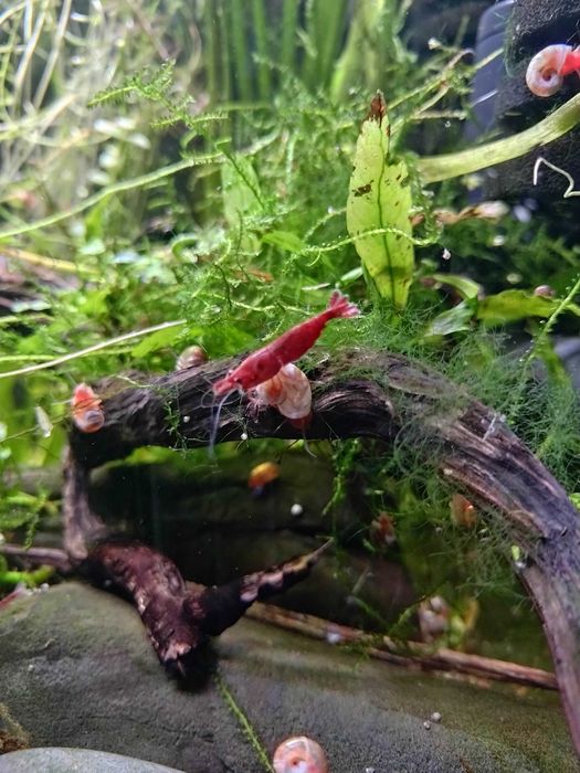 Aquário Completo 60L