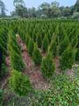 Tuja tuje thuja szmaragd 120 cm