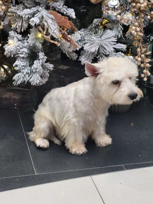 Цуценята Вест Хайлінд Уайт Тер'єр