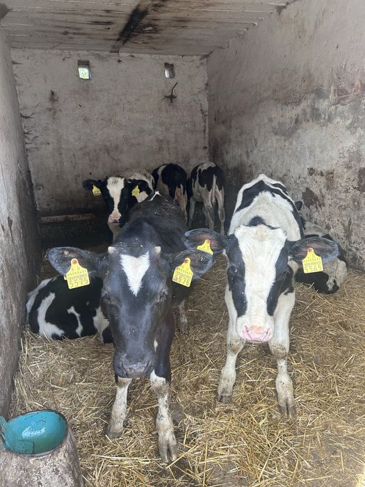 Byczki, jałówki, odsatki