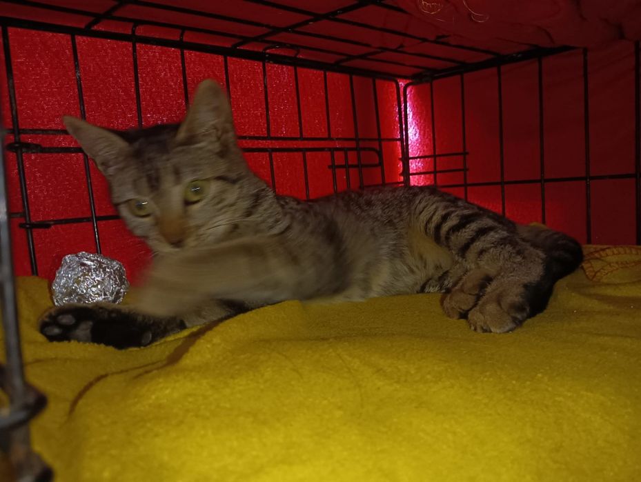 Gatinhos bebês com esterilização gratuita para adoção