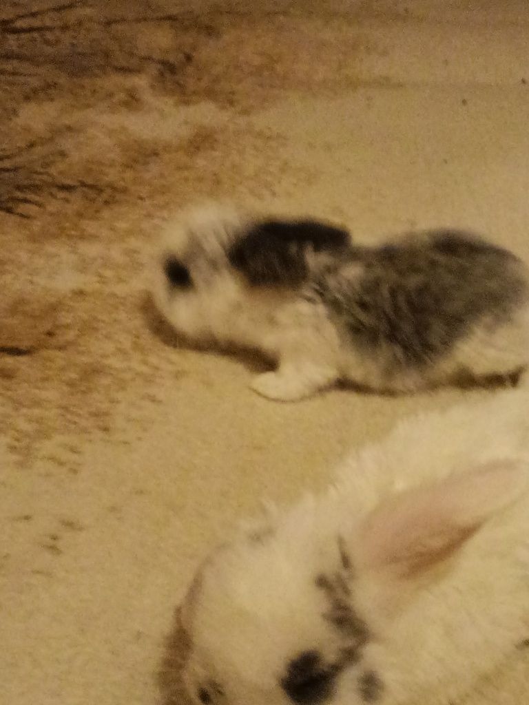 Króliki baranki mini lop