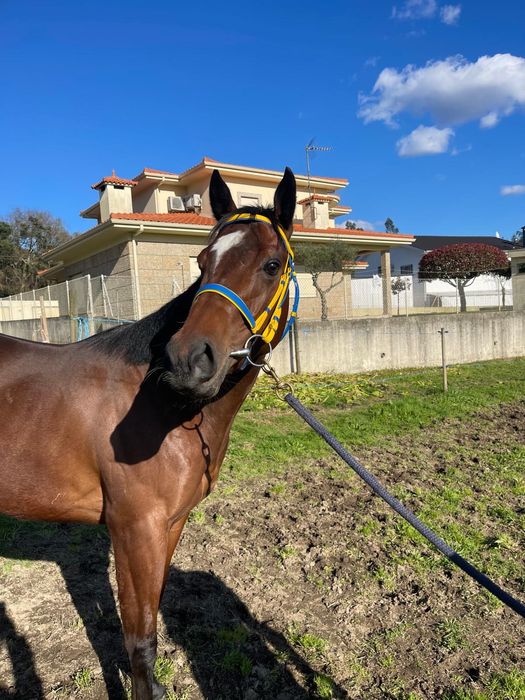 Vendo Égua Puro Sangue Inglês