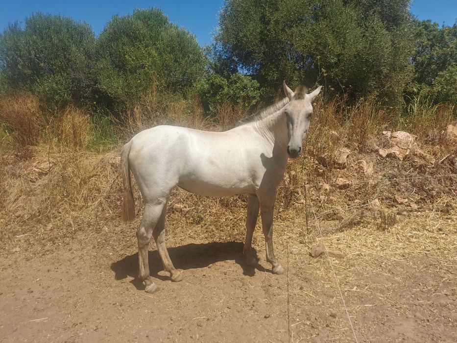 Sorraia x Lusitano lindissima e meiga