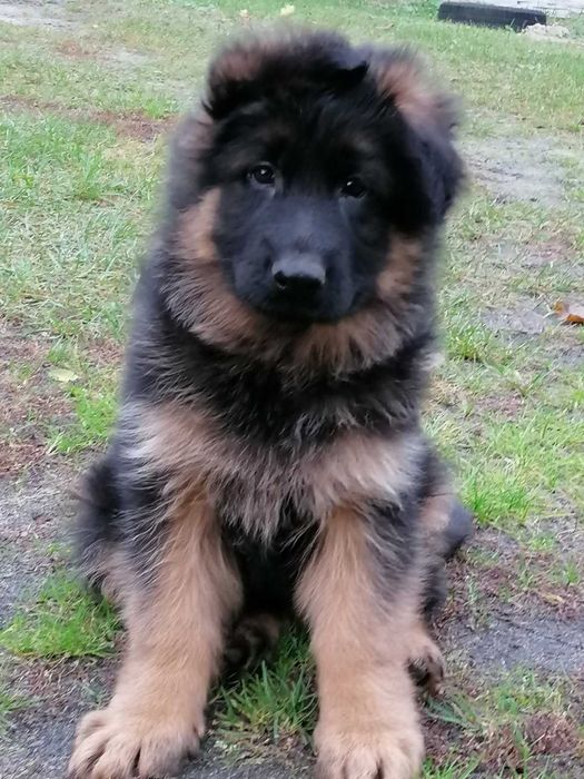 owczarek niemiecki szczeniak