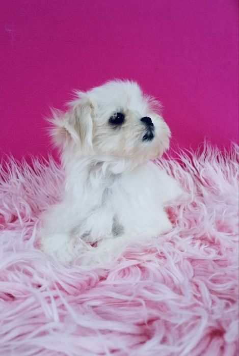 Maltańczyk MINI XS suczka Maltańczyki