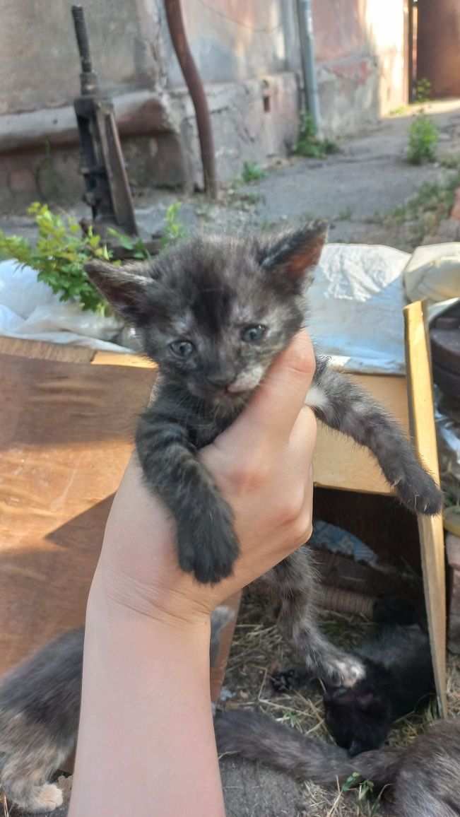 Кошенята безкоштовно