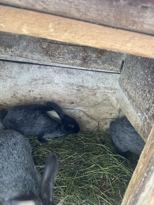 Полтавське срібло. Молодняк.