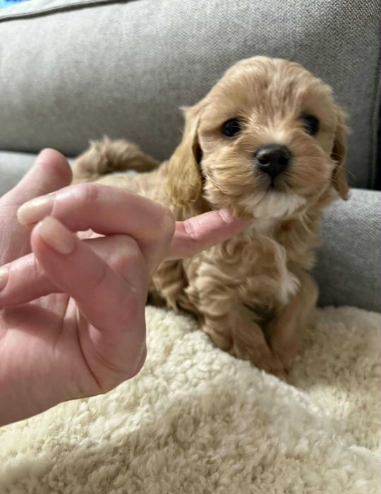 Maltipoo  mała sunia xs