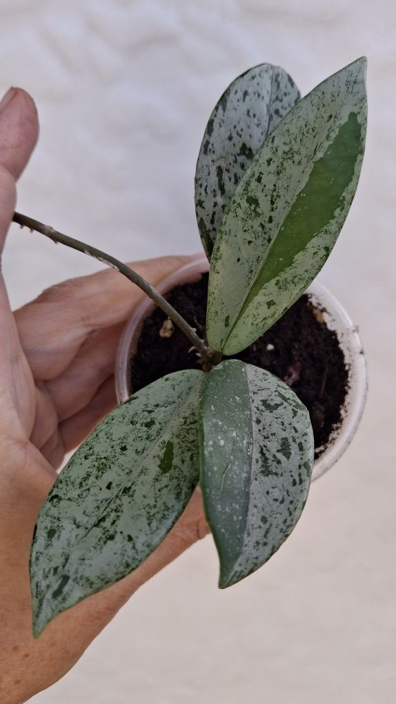 hoya  РІЗНИХ  срібних сортів хойя