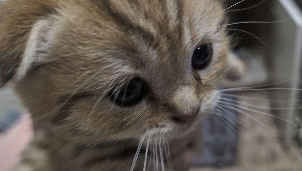 Висловухі та прямоухі шотландські кошенята, хлопчик та 3 дівчинки