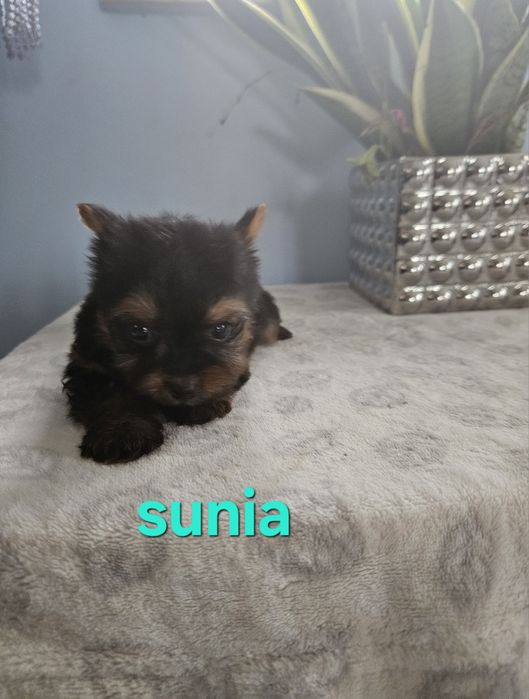 Sunia york z Rodowodem