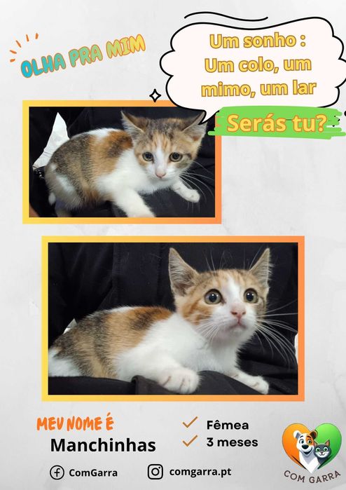 Gatinhos bebés para adoção