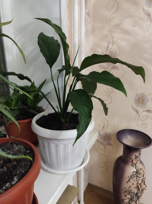 Домашні    квіти