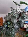 Ogromna monstera