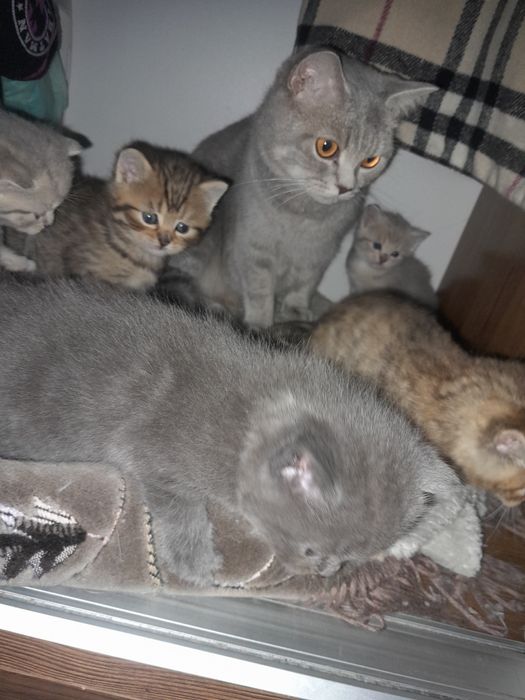 Кошенята, дівчинка і хлопчики