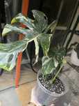 Monstera thai constallation
