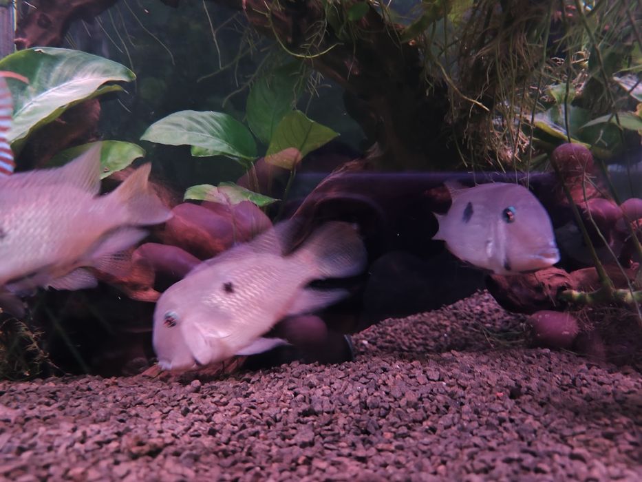 Trio Guianacaras Dacrya