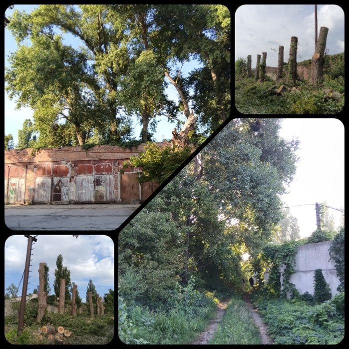 Розчистка території від Дерев трави та зелених насаджень, вивіз гілля