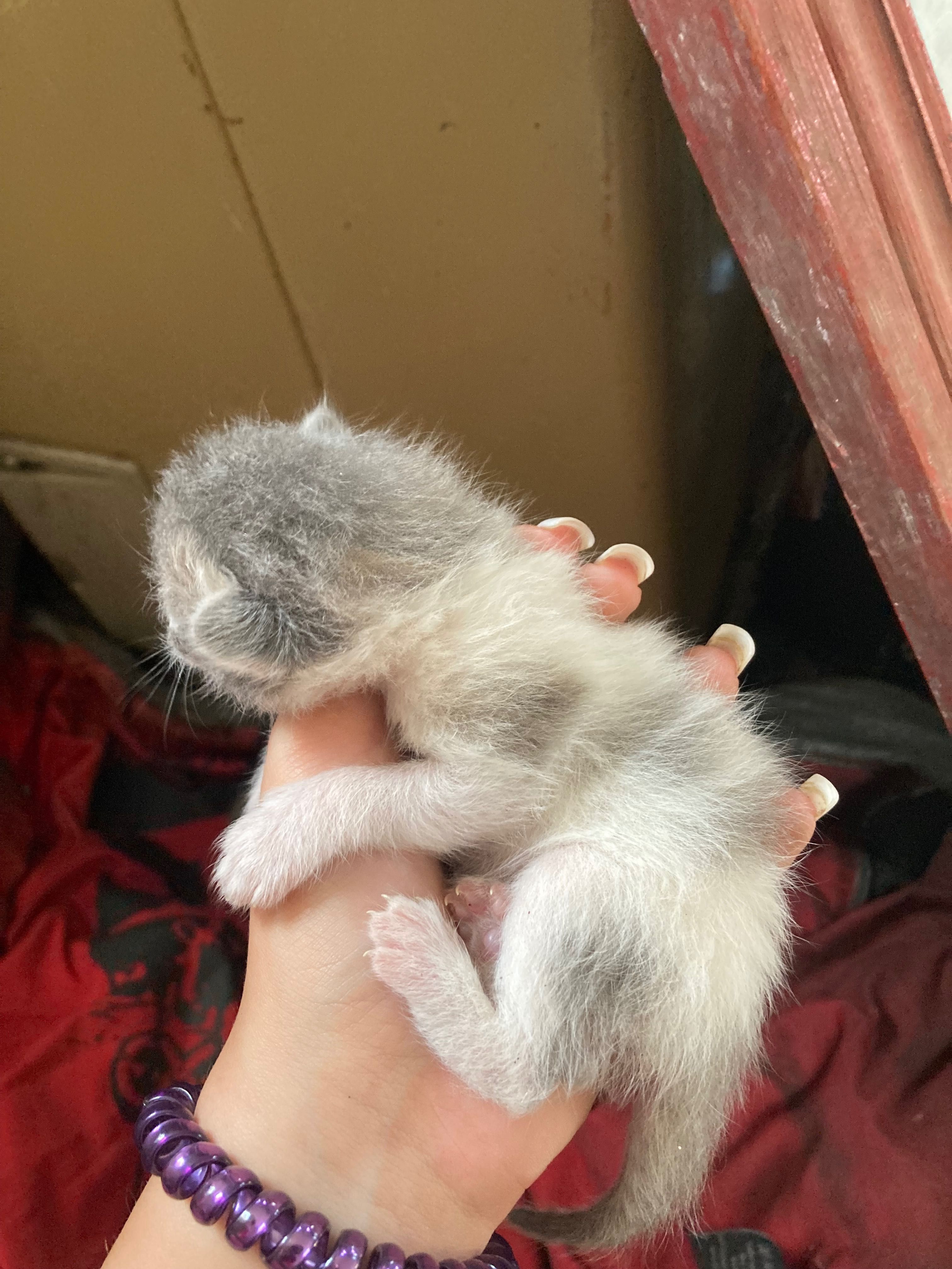Кошенята шукають родину