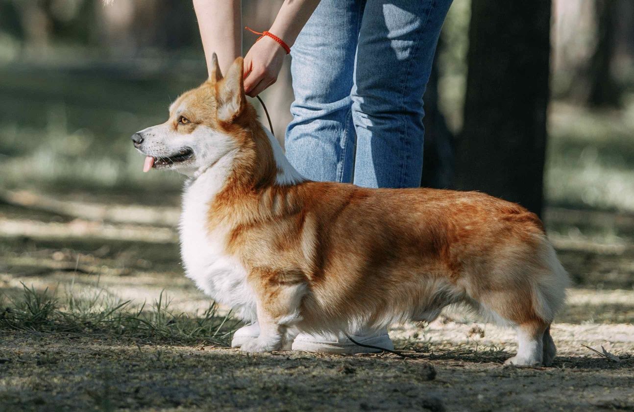 Щенки корги пемброк