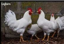 Galos leghorn puros