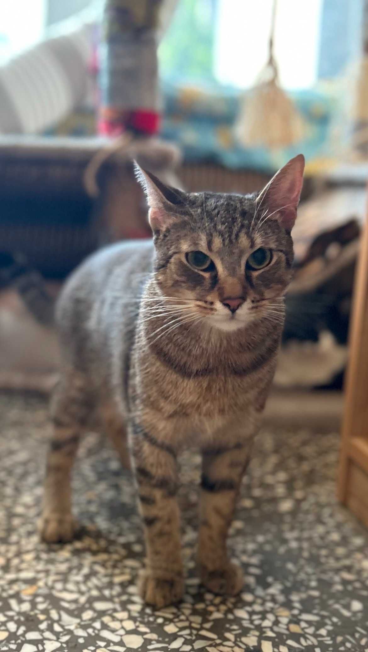 kot BARI poleca sie do adopcji