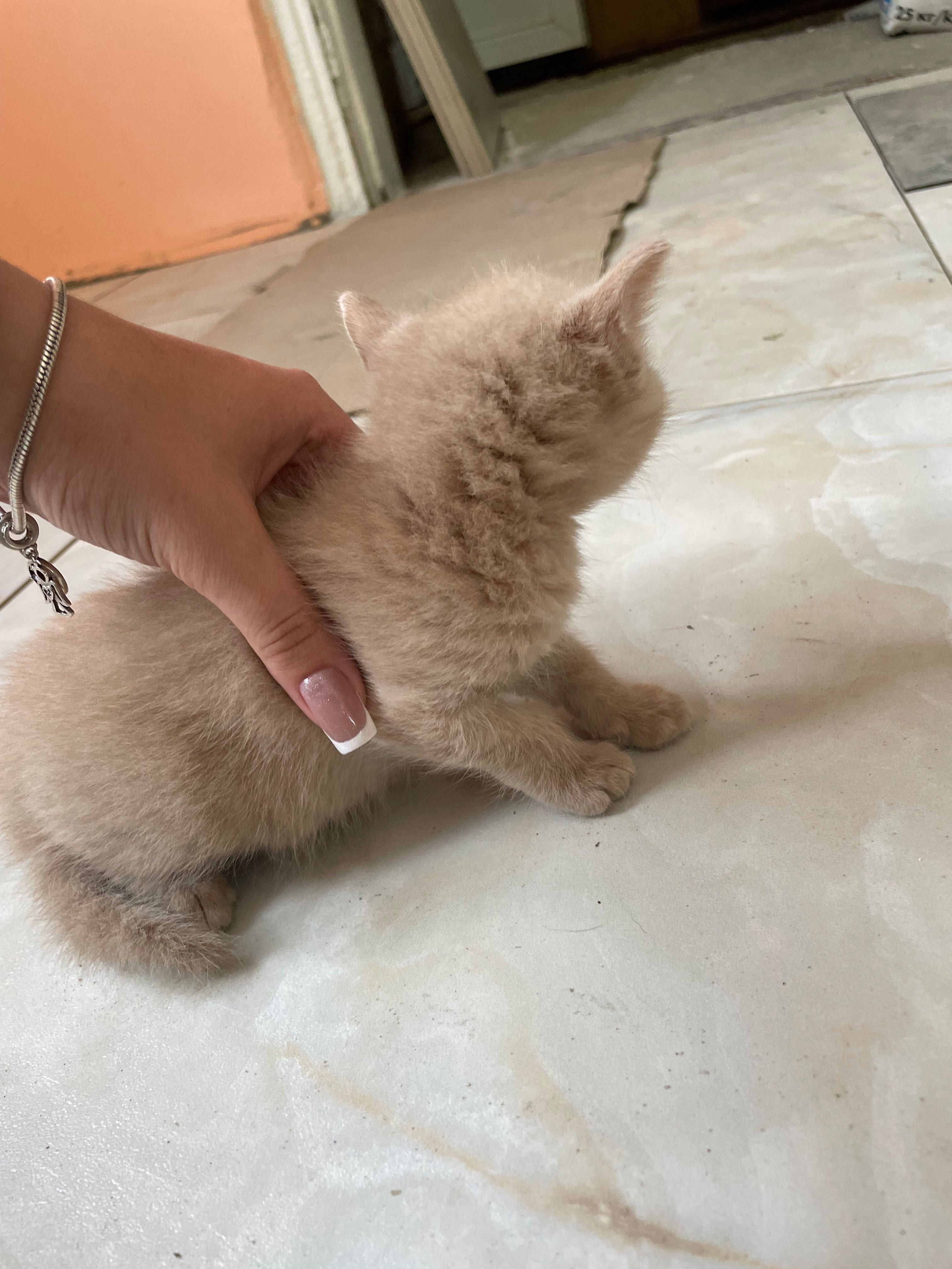 Віддам кошенят у хороші руки