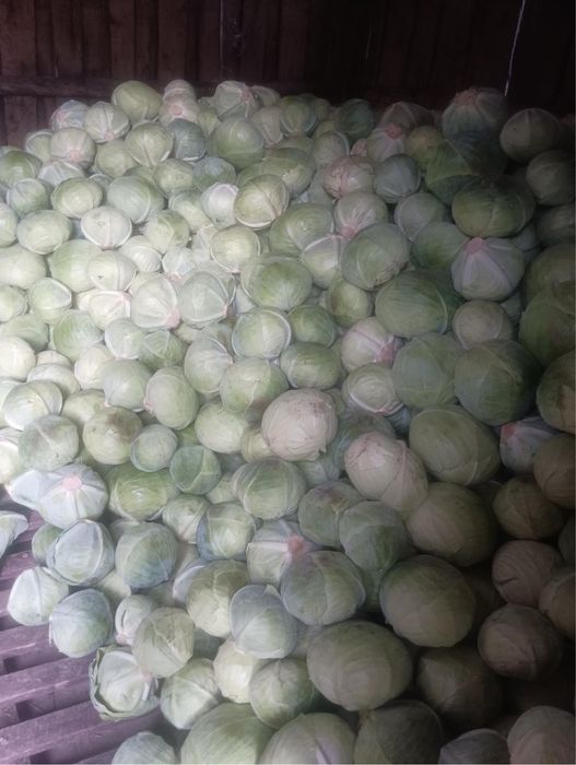 Продам капусту сорту Агресор F1