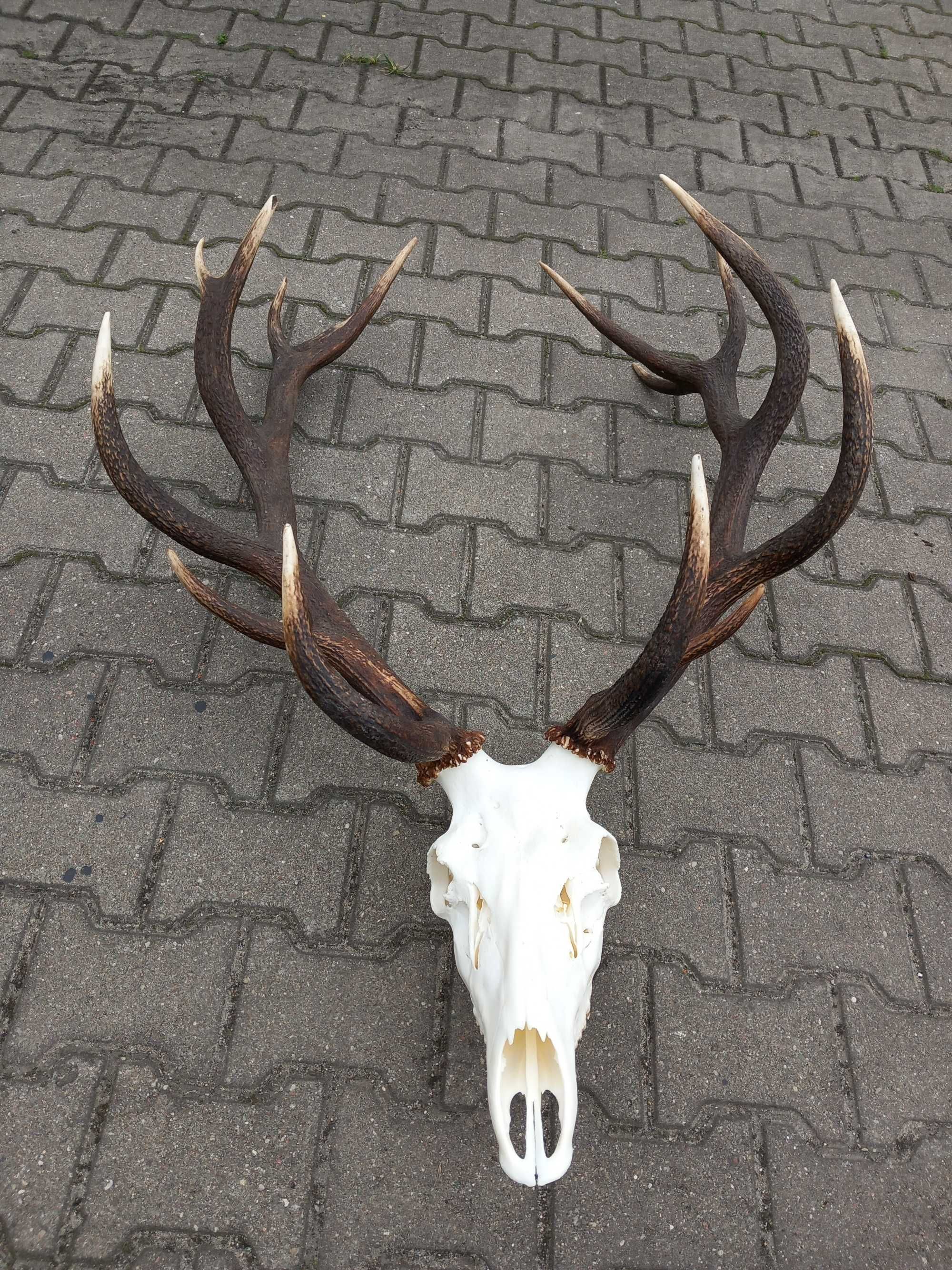 Poroże, Wieniec, Byk, Jeleń, Szesnastak, 8,1 kg