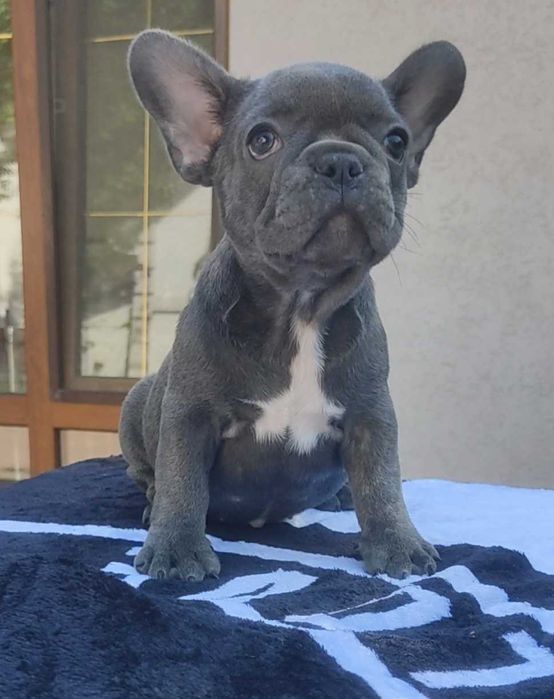 Вибір блакитних цуценят