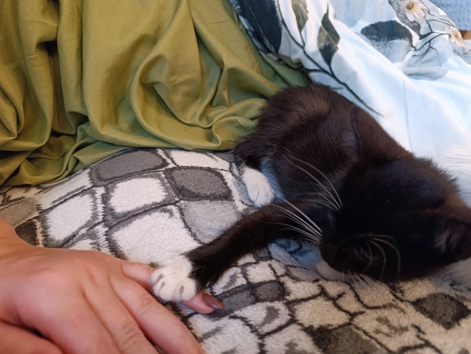 Oddam Kotka w dobre ręce