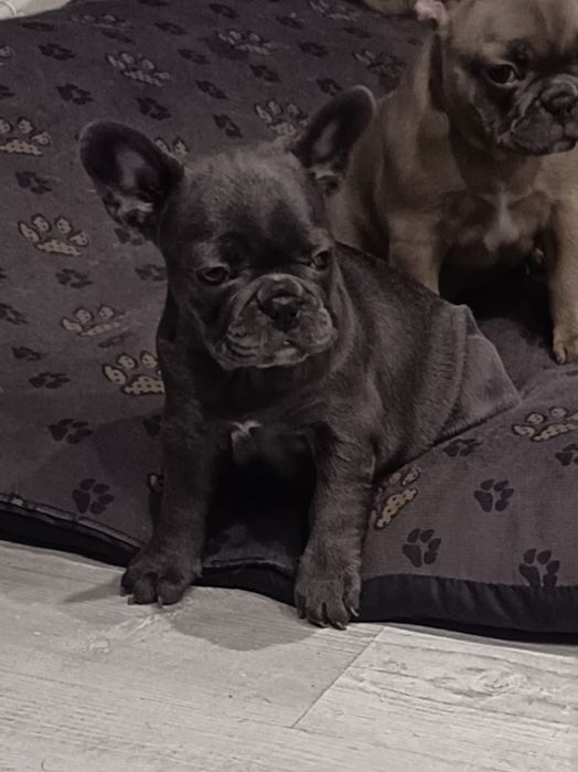 Buldog francuski - gotowe do odbioru