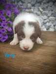 Border collie piesek czekoladowo biały przebadani rodzice