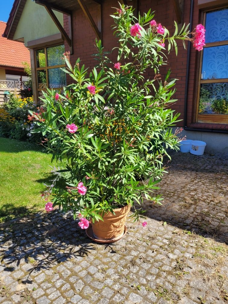 Oleander z różowymi kwiatami