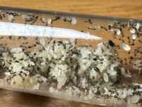 Monomorium floricola 20-30q
