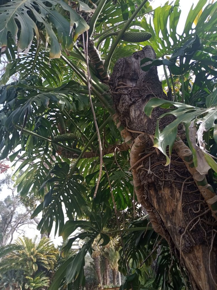 Sadzonka młoda Monstera Deliciosa 50 cm z nasiona Madera