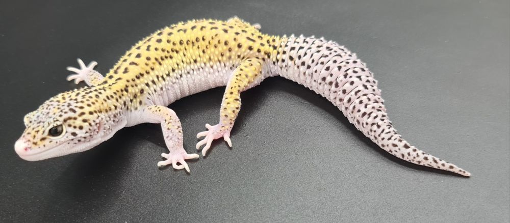 Gekon lamparci Mack Snow Eclipse poss het Tremper