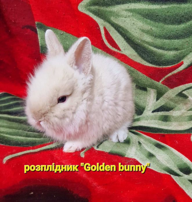 Гарнюній хлопчик шиншилового окрасу