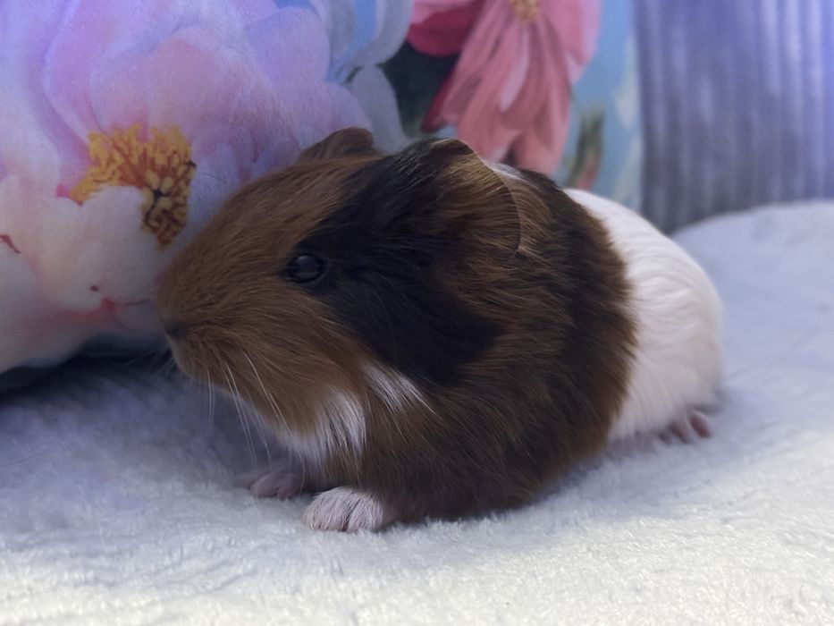 Cudny Samiec Świnka Morska Kawia Domowa Gladkowlosa